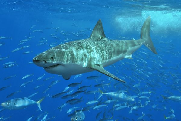 A Guide to the Great White Sharks North Carolina