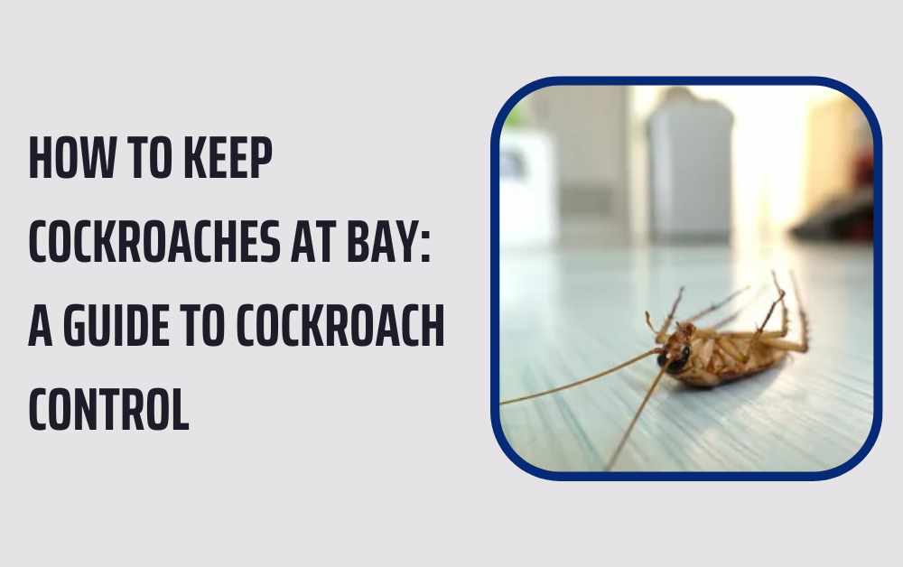 How to Keep Cockroaches at Bay A Guide to Cockroach Control