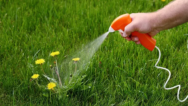 The Ultimate Guide to Weed Control Products
